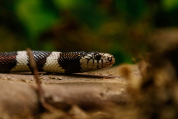snake lampropeltis getula californiae