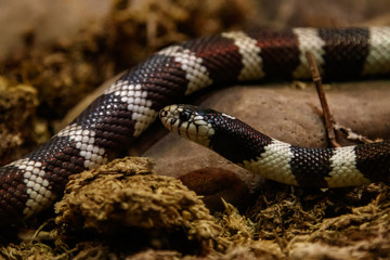 snake lampropeltis getula californiae