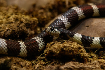 snake lampropeltis getula californiae