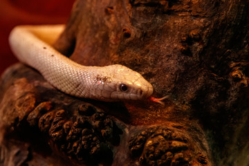 snake leucistic texas rat