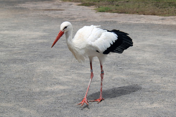 white stork on a background