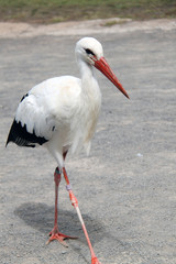 white stork