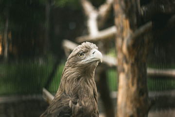 beautiful hunting bird, eagle look, eagle looking into the camera
