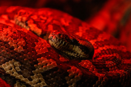 snake coastal carpet python, Morelia spilota mcdowelli