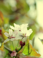 Japanese cherry blossom at early spring , close up
