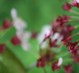 Japanese cherry blossom at early spring , close up