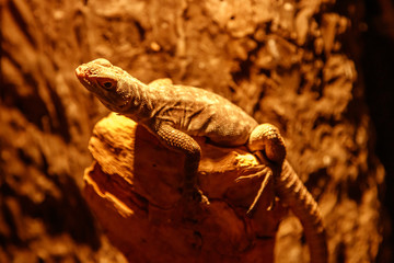 beautiful lizard Oplurus quadrimaculatus, Duméril's Madagascar Swift on a branch
