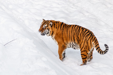 beautiful panthera tigris on a snowy road