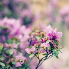 Obraz premium beautiful purple flowers in the garden, close up