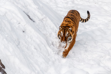 beautiful panthera tigris on a snowy road