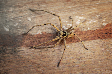 Common huntsman spider, Heteropoda venatoria crawling on the wooden flap. is a spider that is not...