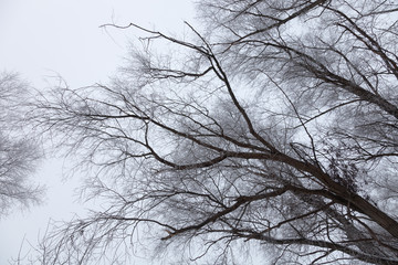 Black crones of trees on a sky background. Russian provincial natural landscape in gloomy weather