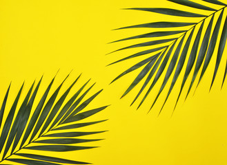 Palm tree leaf on yellow background.
