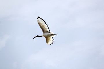 bird in flight