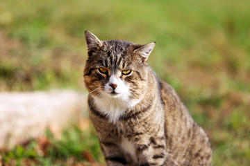 Grey cat posing in the green grass outdoors
