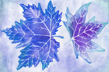 Hand painted watercolor two bright blue purple cyan maple leaves on colorful textured blue background