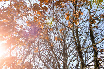 Fototapeta premium View from bottom to top of a maple tree full of dry leaves during the autumn season.