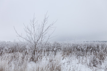 Frost on a grass. Russian provincial natural landscape in gloomy weather