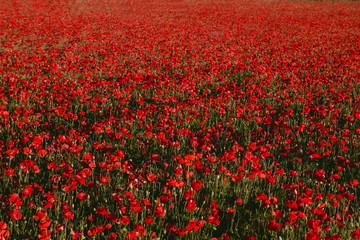 A carpet of red poppies growing wild in the countryside at springtime