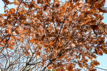 View from bottom to top of a maple tree full of dry leaves during the autumn season.
