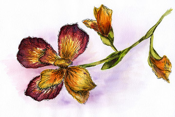 Hand drawn ink pen iris on colorful textured watercolor background purple and orange