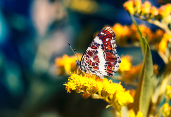 beautiful butterfly mother-of-pearl sits on yellow fragrant flowers and collects nectar from them...