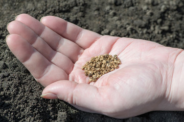 Closeup hand of woman farmer , there are seeds of a beet on the background of the black land Preparation for planting of the culture of the beet field