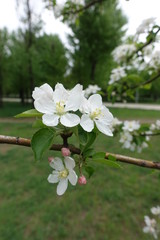 Five petaled white flowers and pink buds on branch of apple tree in spring