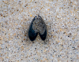 Mussel on a beach © Roger Utting
