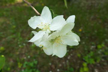 Large white flowers of apple in spring