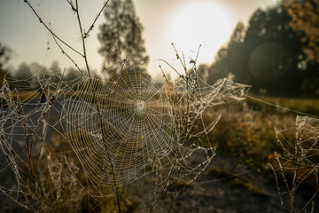  fantastic autumn on the outskirts of the Chernobyl exclusion zone