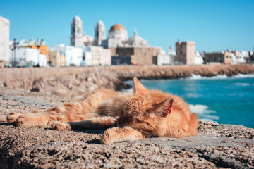 Cat sleeping in the seafront promenade of Cadiz with the Cathedral in the Background. Andalusia, Spain. © Lia Aramburu
