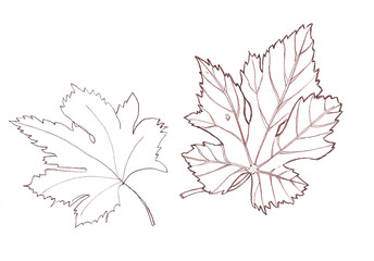 Hand drawn lead pencil sketch vine leaf