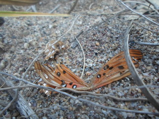The butterfly fall