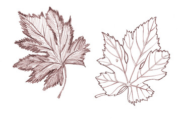 Hand drawn lead pencil sketch vine leaf