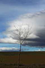 Trees and sky with clouds