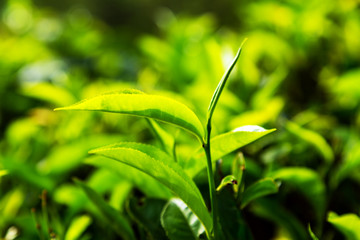 Fototapeta na wymiar Green tea leaves background bushes