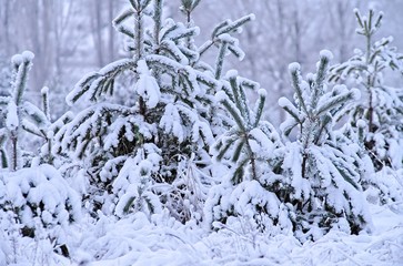 Scene of natural snow covered fir trees in the forest