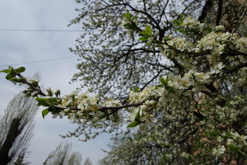 Blossoming branch of cherry tree against cloudy sky