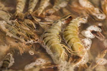 White shrimps or Litopenaeus at market