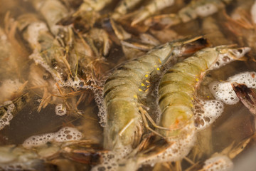 Obraz na płótnie Canvas White shrimps or Litopenaeus at market