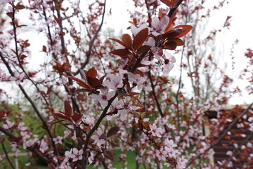 Blossoming branches of Prunus pissardii in spring