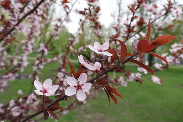 Five petaled flowers on branch of Prunus pissardii in spring