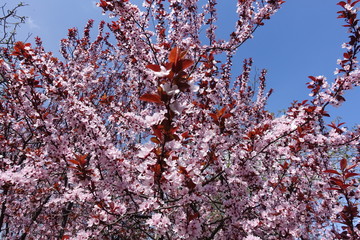 Lots of pink flowers of Prunus pissardii against blue sky