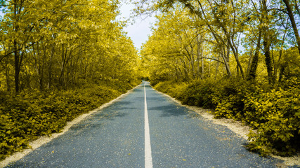 Road walkway in forest. Empty road in the countryside leading to the distant through the trees. Asphalt road to freedom and endless in spring or autumn / fall. Way to heaven. Copy space. Wallpaper.