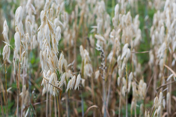 Field of growing oats in summer. Oats that grow. Close-up, Copy space