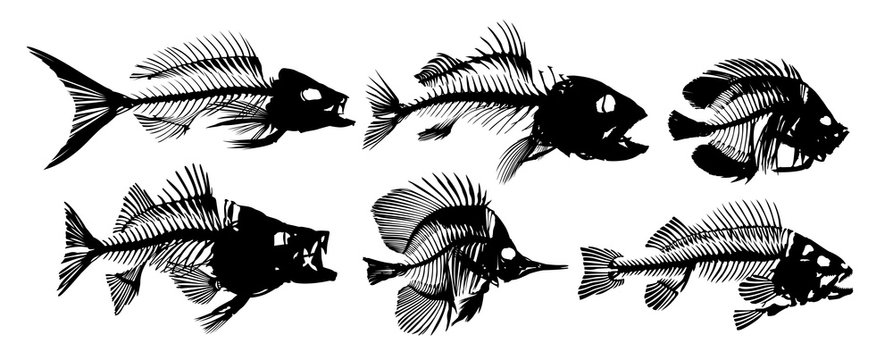 Set of Skeleton fish.