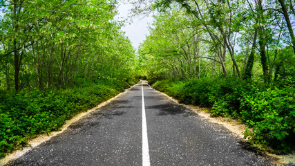 Road walkway in forest. Empty road in the countryside leading to the distant through the trees. Asphalt road to freedom and endless in spring or autumn / fall. Way to heaven. Copy space. Wallpaper.