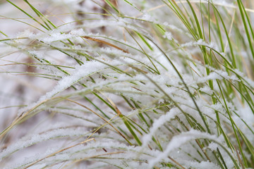 Gräser im Winter mit Schnee