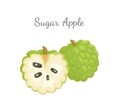 Sugar-apple, sweetsop, or custard apple, Annona squamosa, exotic juicy fruit whole and cut vector isolated. Tropical edible food, dieting vegetarian icon